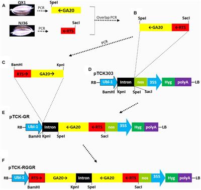 Engineered Dwarf Male-Sterile Rice: A Promising Genetic Tool for Facilitating Recurrent Selection in Rice